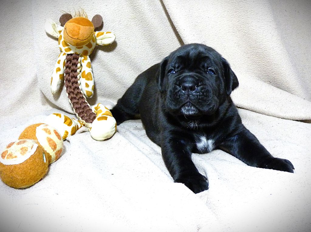 Les Vulcains De Jaspe - Chiots disponibles - Cane Corso