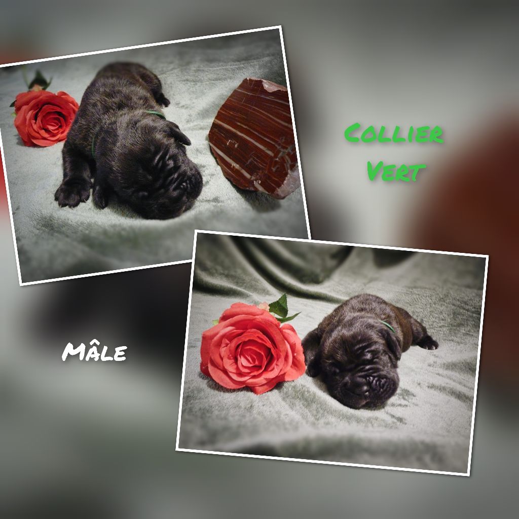 Les Vulcains De Jaspe - Chiots disponibles - Cane Corso