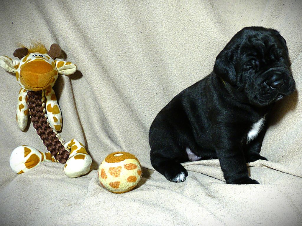 Les Vulcains De Jaspe - Chiots disponibles - Cane Corso