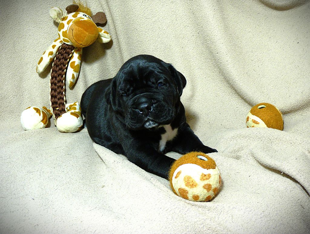 Les Vulcains De Jaspe - Chiots disponibles - Cane Corso