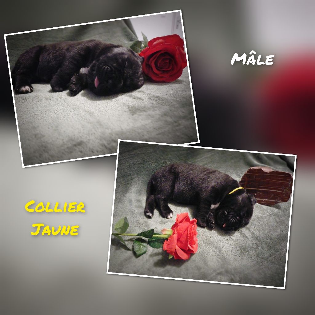 Les Vulcains De Jaspe - Chiots disponibles - Cane Corso