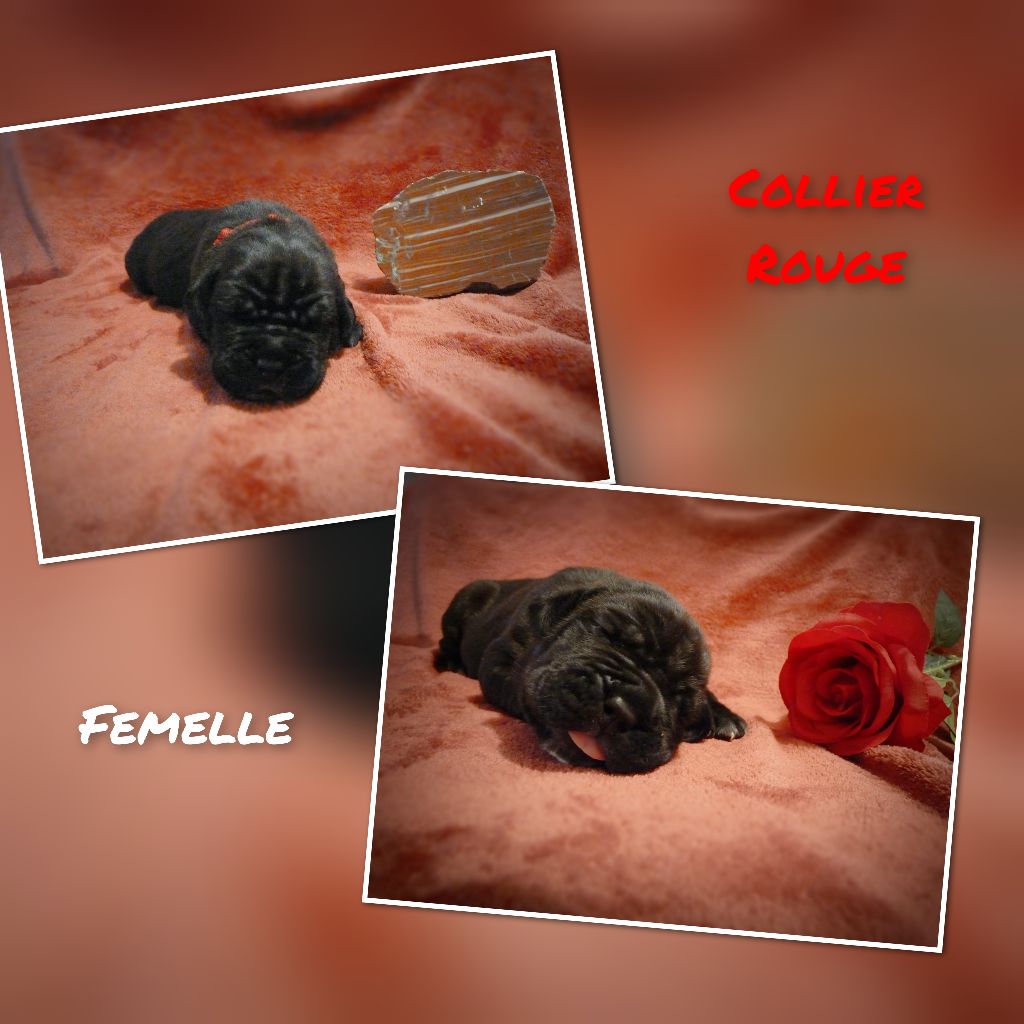 Les Vulcains De Jaspe - Chiots disponibles - Cane Corso